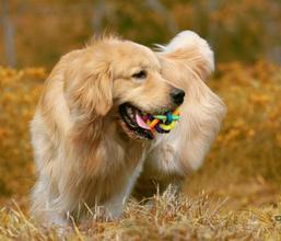 金毛犬不肯剪指甲怎么办 金毛不配合剪指甲怎么办 