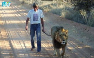 这个人十一年前无意间救了一只狮子,没想到竟然发展出一段真挚感人的友谊 新闻中心 