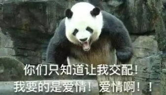 大熊猫 吃喝拉撒睡 交配,我的生命毫无意义