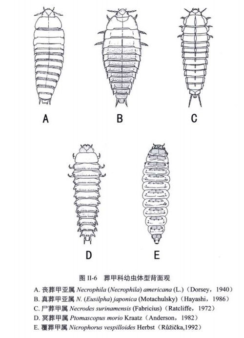 法医说 野外看到这种虫,附近可能有尸体