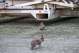 德媒 中国病毒 激进变种毁灭大量德国兔子 