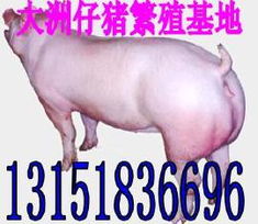2010年3月27号太湖母猪价格,母猪行情,山西苗猪价格苗猪价格13151836696
