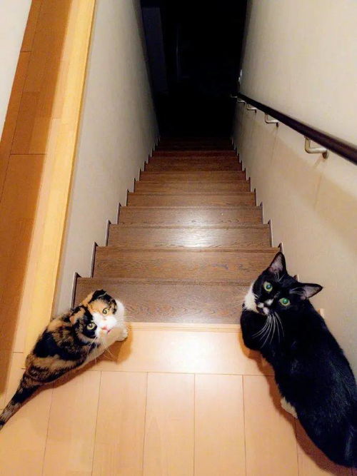 下楼时楼道黑黑的,两猫不敢下,就等主人来才一起