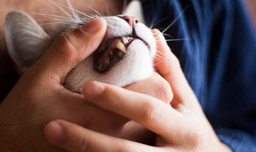 猫狗冷知识 成年猫的牙齿有30颗,没想到狗狗比它还要多上一倍