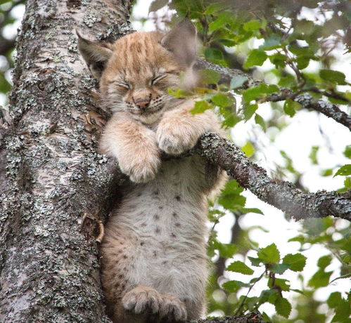 性情凶猛的 喵星人 猞猁,虽然可爱但它的战斗力不容小觑