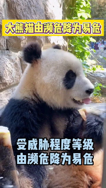 国宝 大熊猫被 降级 了 为这个原因点赞 