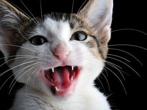 你知道你家的猫咪为什么会出现口腔溃疡吗 