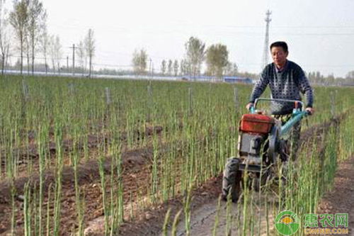 关于芦笋的种植方法视频,学习如何