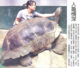 体形最大的旱龟品种 
