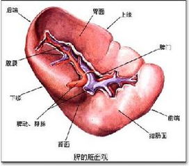 学会了手诊,养生不用问 搜狐健康 搜狐网 