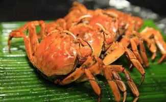 九月最宜吃螃蟹,蒸着吃更鲜美 吃螃蟹的姿势 值得收藏 