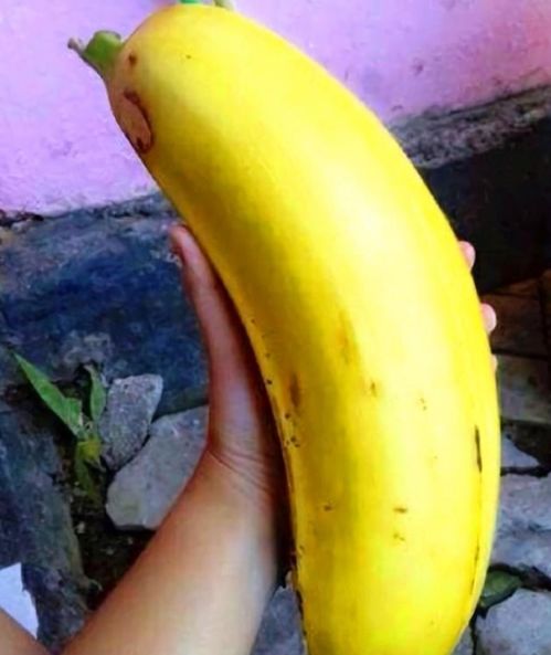 北方地区怎么种香蕉,适合在南方生长的水果，高达七八米的香蕉树，可以在北方种植吗
