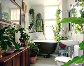 家有妙招,卫生间放什么植物好呢