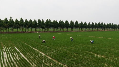 最近三天水稻价格