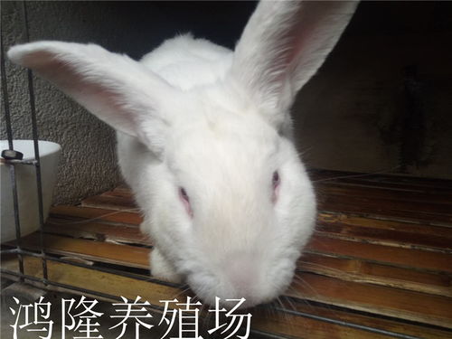 调查兔子市场价格多少钱一斤,养100只肉兔种兔能挣多少钱