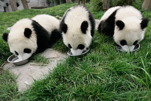 看熊猫赏江景 端午周边玩透透 