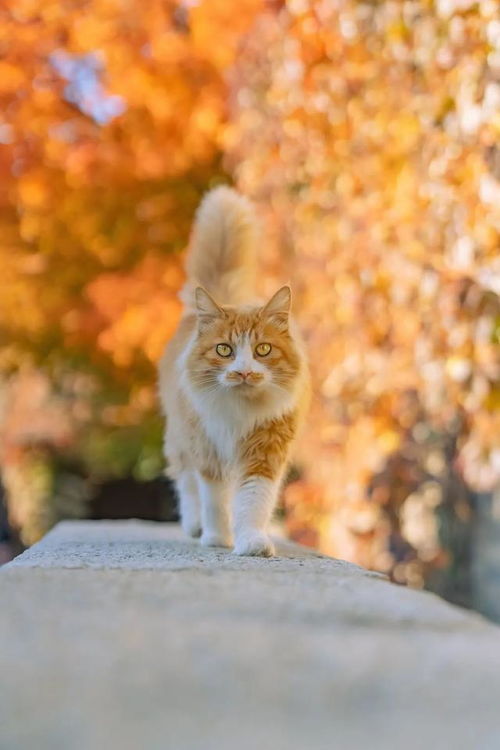 古北水镇十月金秋里,每一只橘猫都那么好看