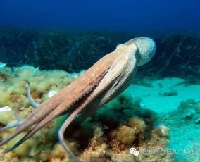 caribbean reef fish,Caribbean Reef Fish: A Diverse and Vibrant Marine Ecosystem