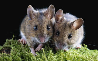 成都双流鼠类治理 老鼠安全有效的管理防治方法 