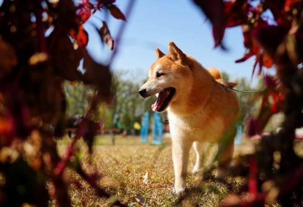 2024柴犬币三年后价格1元,引言:柴犬币的兴起 2024柴犬币三年后价格1元,引言:柴犬币的兴起 行情