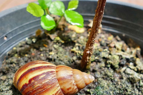 养蜗牛给它吃什么,蜗牛吃油菜吗