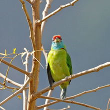 蓝喉拟啄木鸟 