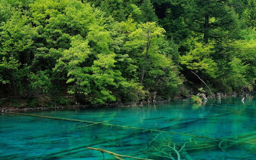 九寨沟的湖海