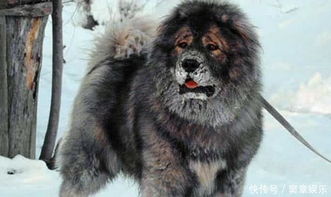 战斗力强悍的4大名犬,中国藏獒都排不上号,最后一种外国当国宝 