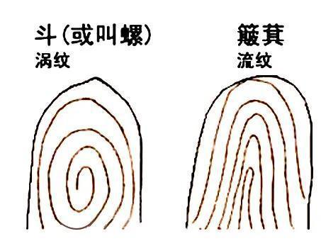 你手指上的斗和簸箕,竟然真的可以揭示命运,奥秘何在