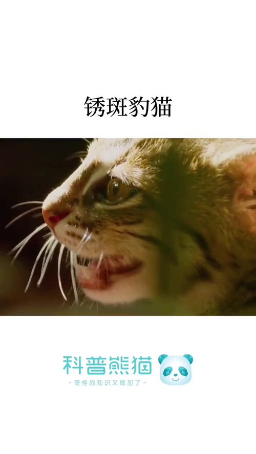 锈斑豹猫 世界上最小的猫咪 