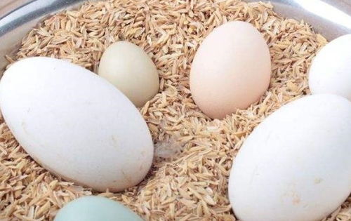 怀孕后吃鹅蛋可以去胎毒吗,啥时候吃鹅蛋更好一些