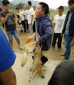 实拍 桂林有人进村偷狗当场被活捉 下场太惨了