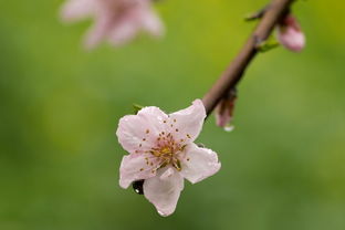 雨后桃花