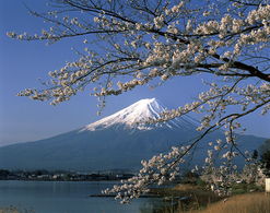 日本富士山樱花图片