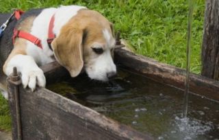 夏天到了,关于狗狗喝水这事很多铲屎官还不知道 