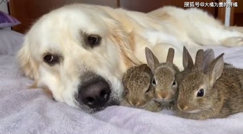 5只小兔子被金毛养大,兔妈妈却太不负责,喂奶都得金毛 提醒