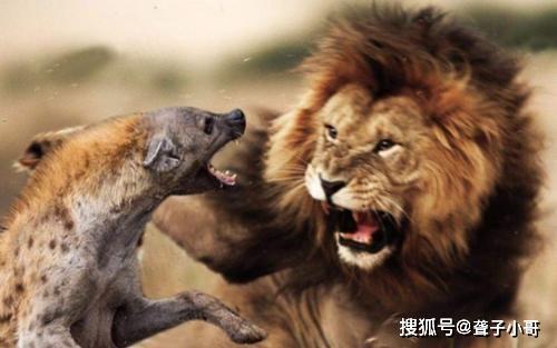 揭秘,非洲大陆狮子唯一的天敌,面对雄狮毫不畏惧