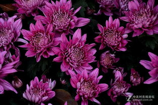 紫菊花花语,雏菊的花语是什么？