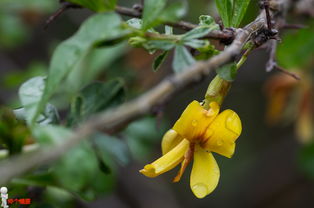 雨后玉兰树 一种不知名黄花,以及花 叶上的雨滴