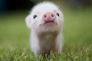 做梦梦见一只猪是什么意思 周公解梦 