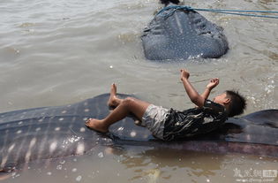 渔民捕获鲸鲨尸体成孩子大型 玩具