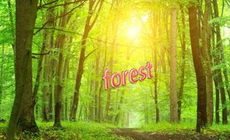 树用英语怎么说视频：探索森林之语的正确表达