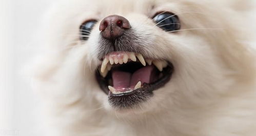 狗狗长双排牙的危害,如何预防狗狗双排牙