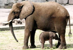 印度马戏团明星母象为爱与公象私奔 