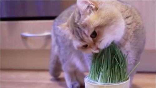 这只猫咪很喜欢吃草,难道是想要减肥吗 