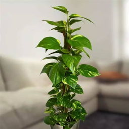 绿萝怎么移植才能生根,绿萝是一种常见的室内植物，具有适应性强、易于养护的特点