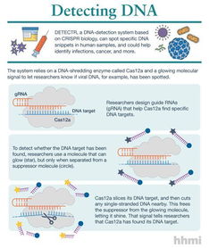 Science 开发出基于CRISPR Cas12a的技术检测病毒DNA 