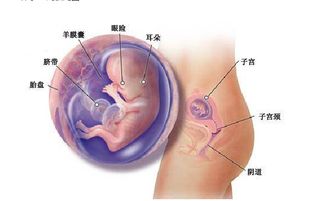 三个月胎儿，怀孕三个月胎儿的发育情况