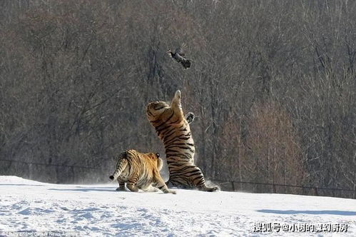 数学不及格的猫科动物 狮子掉沟里,猎豹掉河里,胖虎四脚朝天