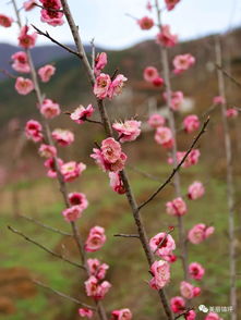 春满人间百花吐艳(上联：春满人间百花吐艳)